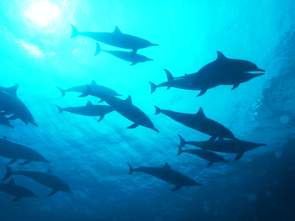Eine Gruppe Delfine von unten fotografiert in Ägypten 2017