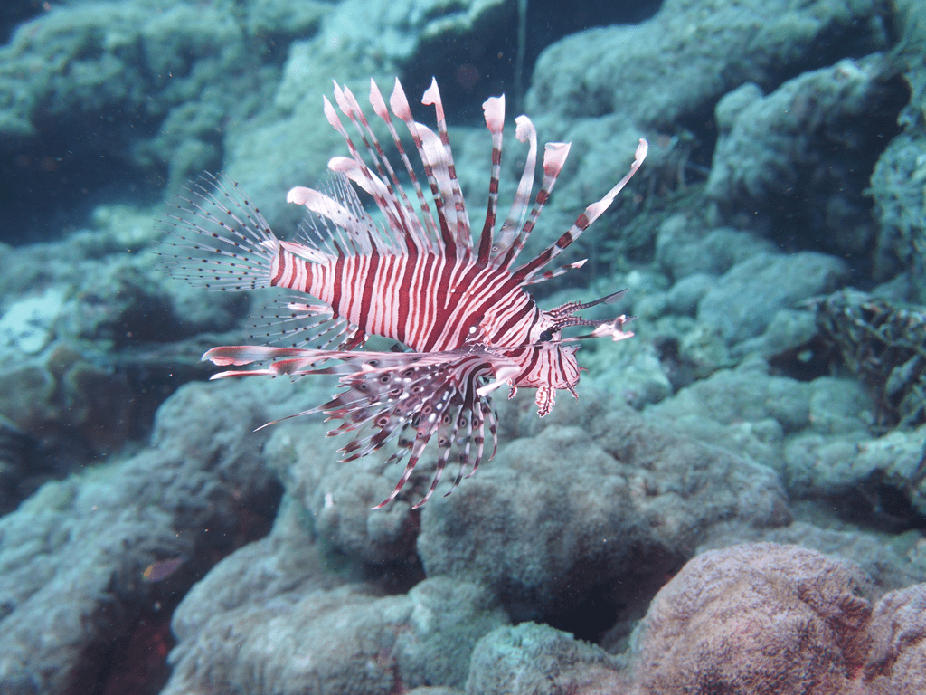 Feuerfisch schwimmt bei Korallen in Havelock Island