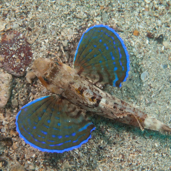 Fisch mit blauen Flossen in Labin 2014