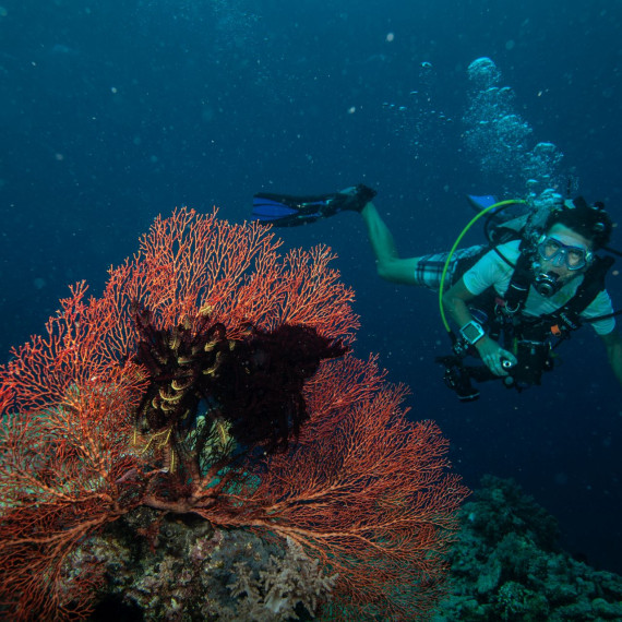 Zwei Taucher neben Korallen in Sulawesi 2014